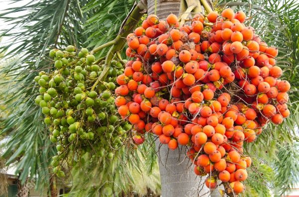 Fresh ripe orange and green Indonesian betel nut cluster bunch on palm tree